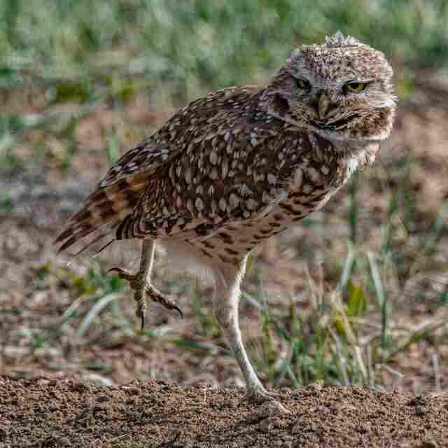 A Burrowing Owl running.