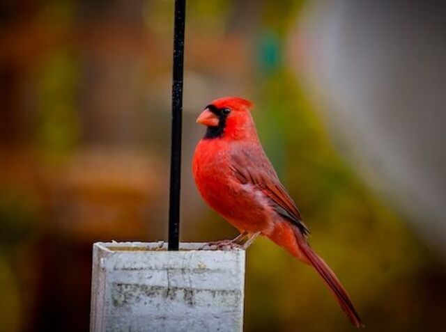 A Northern Cardinal perched on a pole.
