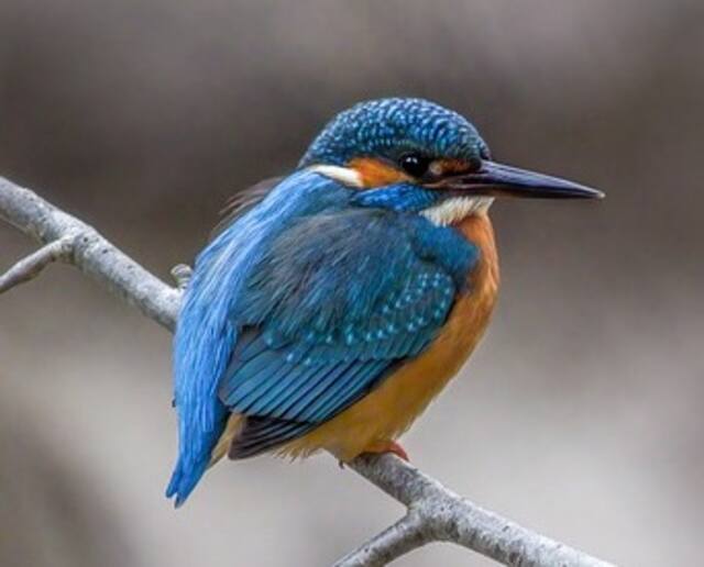 A Common Kingfisher perched on a branch.