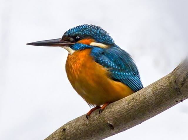 A Common Kingfisher perched on a tree.