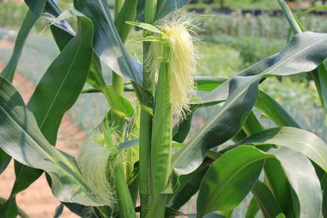 Corn stalks growing in a garden.