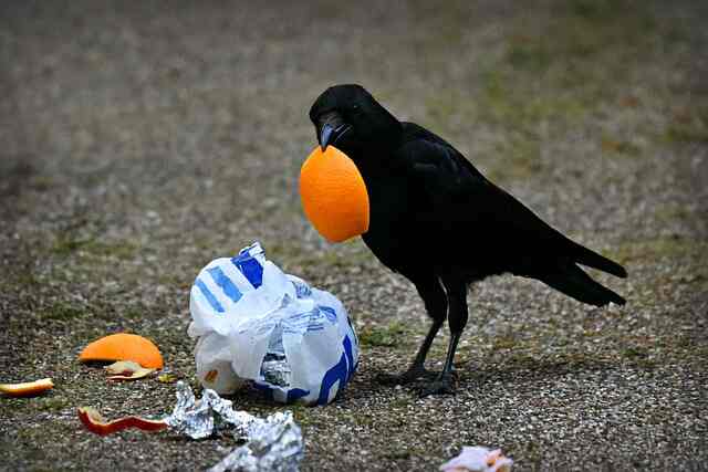 A crow feeding on garbage.