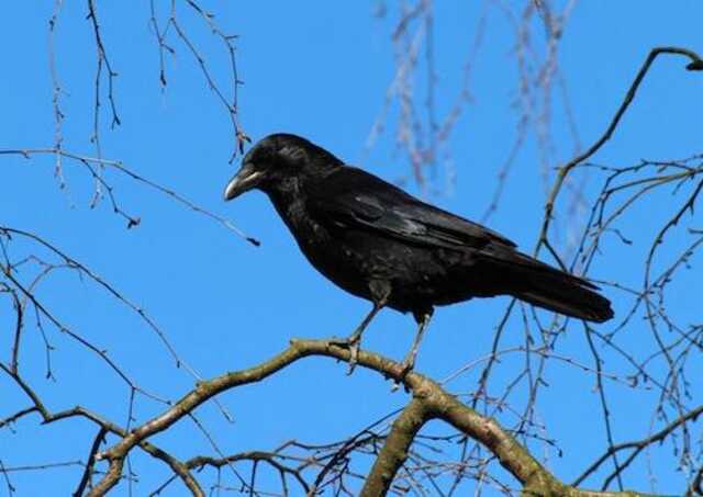 A crow perched on a tree branch.