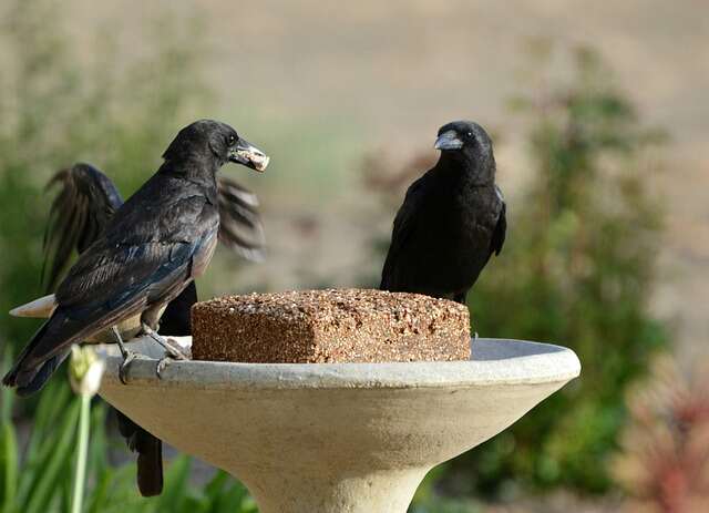 A group of crows eating bird seed from a feeder.