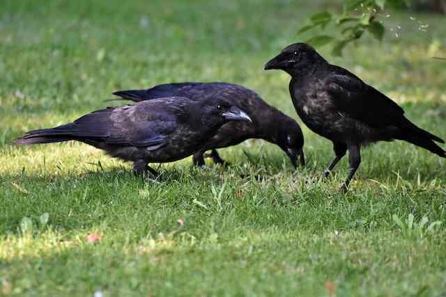 Three crows foraging for food on a lawn.