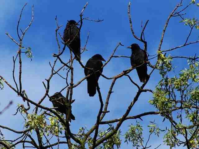 Four crows perched in a tree.