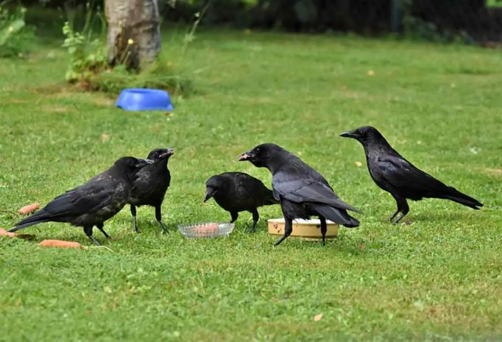 A group of crows in a backyard feeding on dog food.