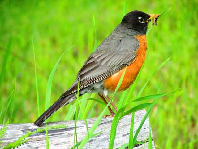 An American Robin with a worm in its beak.