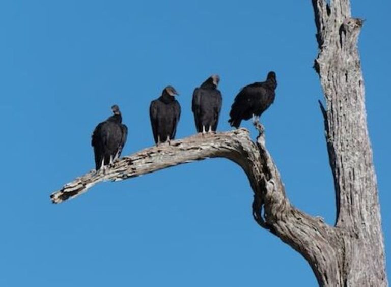 Types of Vultures in Texas: A Guide to Local Species!