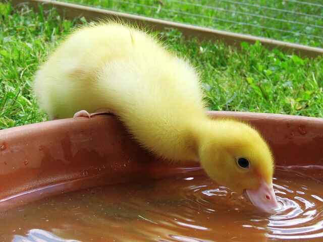 A duckling drinking water.