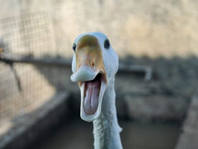 A duck with its mouth open and tongue visible.