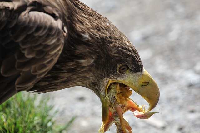 An Eagle eating.