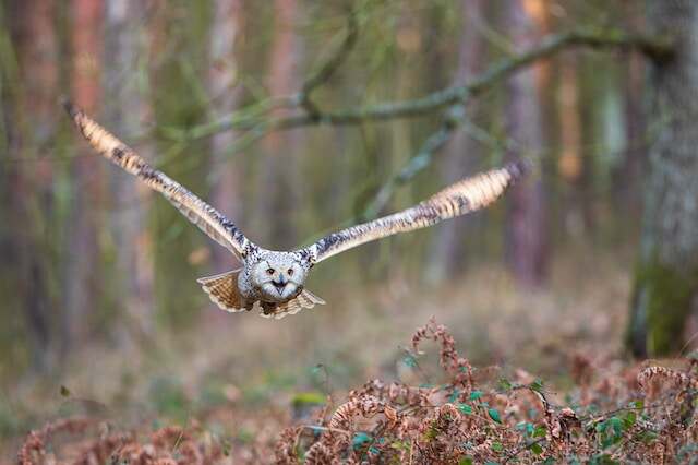 A Western Siberian Eagle Owl flying through the forest.  