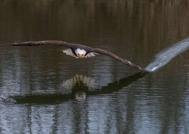A bald eagle skimming over water.
