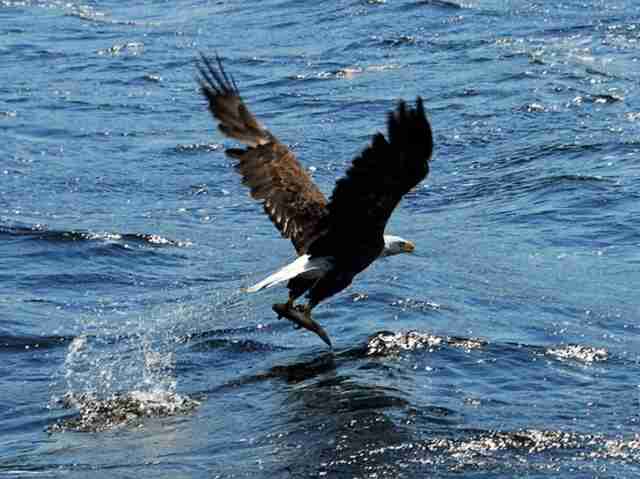 An Eagle catching a fish with its claws.
