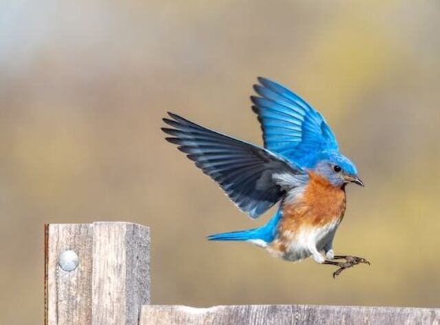An Eastern Bluebird landing on a fence railing.