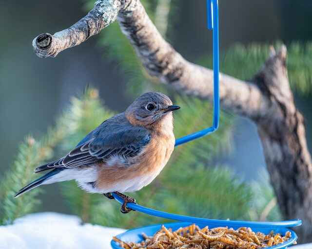 An Eastern Bluebird feasting on mealworms.