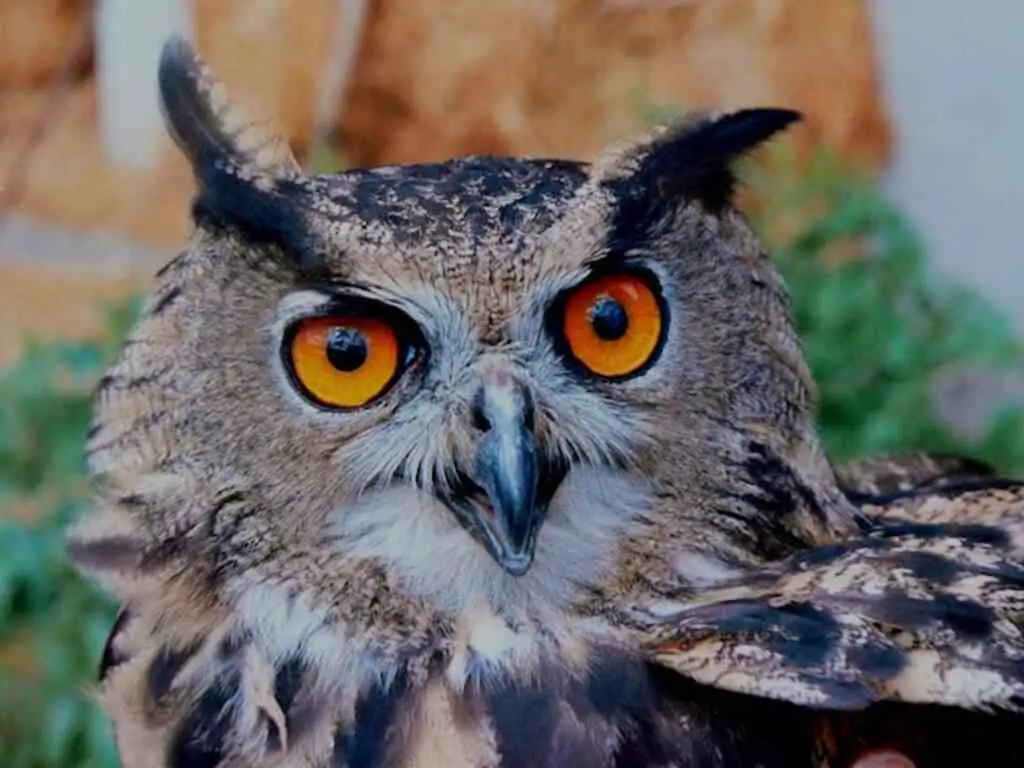 A Eurasian Eagle Owl with piercing red eyes.