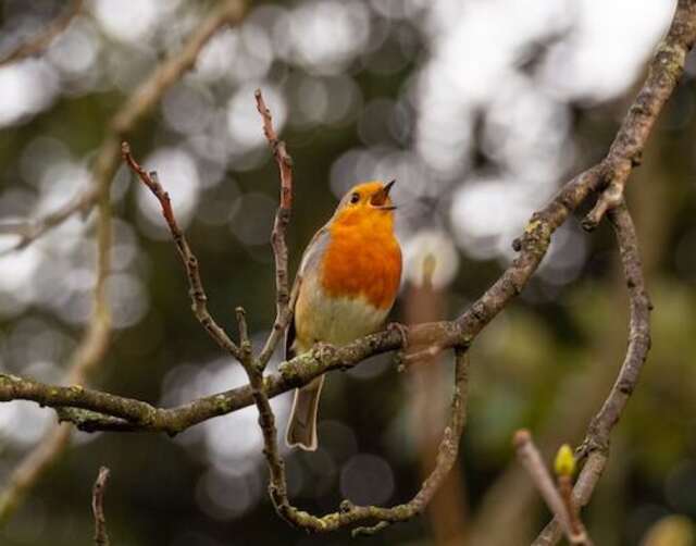 A European Robin perched in a tree, singing and chirping.