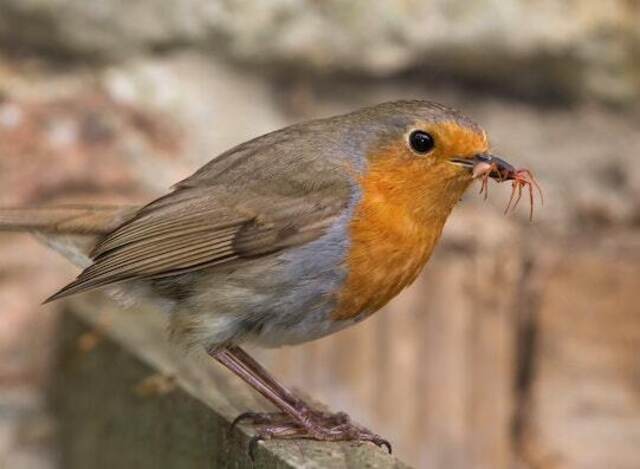 A European Robin eating an insect.