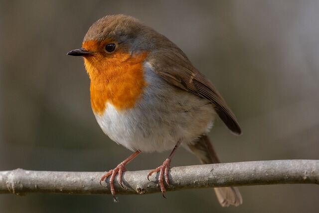 A European Robin perched on a branch.