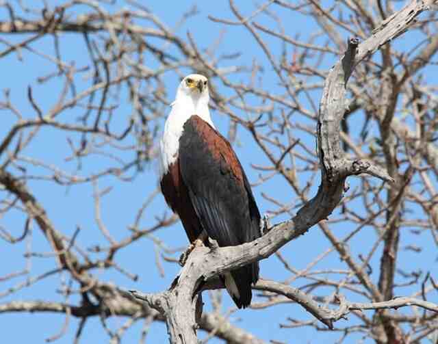 A fish eagle perched in a tree.