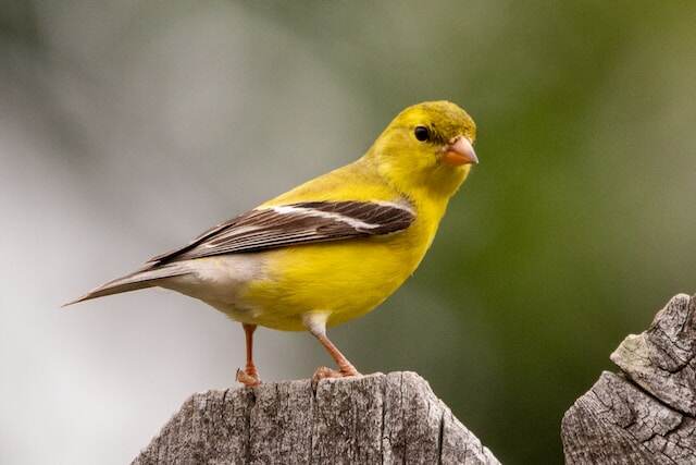 A Goldfinch perched on a backyard fence.