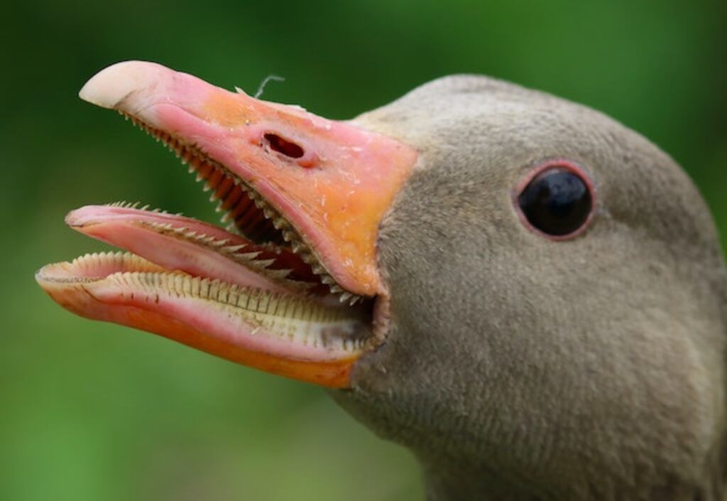 A goose sticking its tongue out.