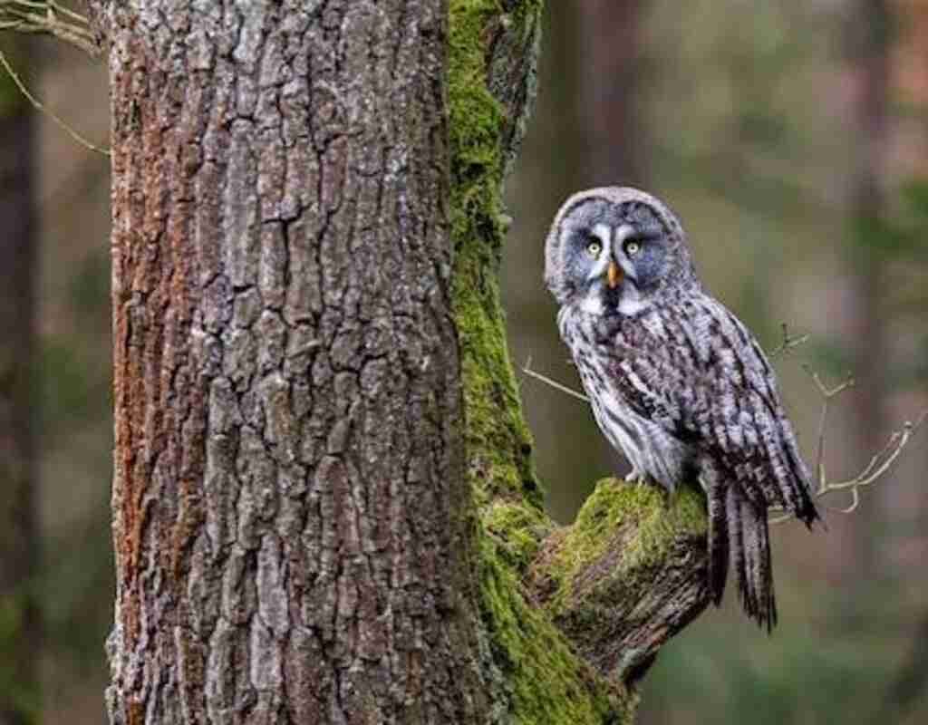 A Great Gray Owl perched in a tree.