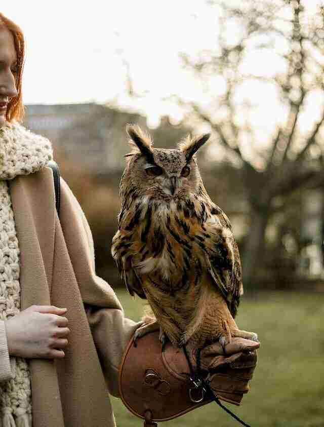 A Great Horned Owl perched on its owners arm.