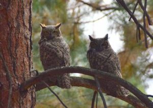 Do Owls Mate for Life? Everything You Need to Know!