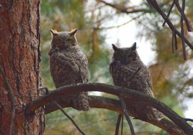 A pair of Great Horned Owls together.