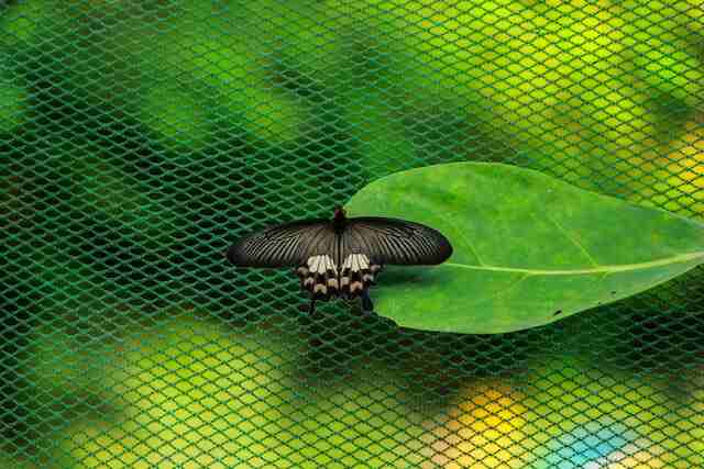 A beautiful butterfly resting on a green leaf over a green net.