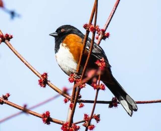 An Eastern Towhee perched in a tree.