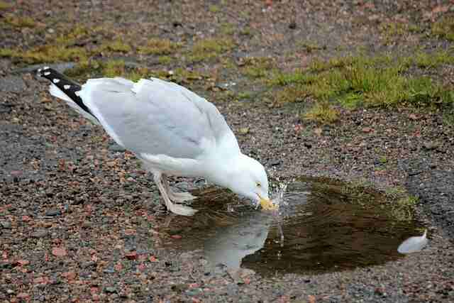 A Gull drinking water from a puddle.