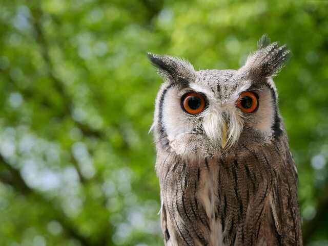 A small owl with orange eyes and ear tufts.