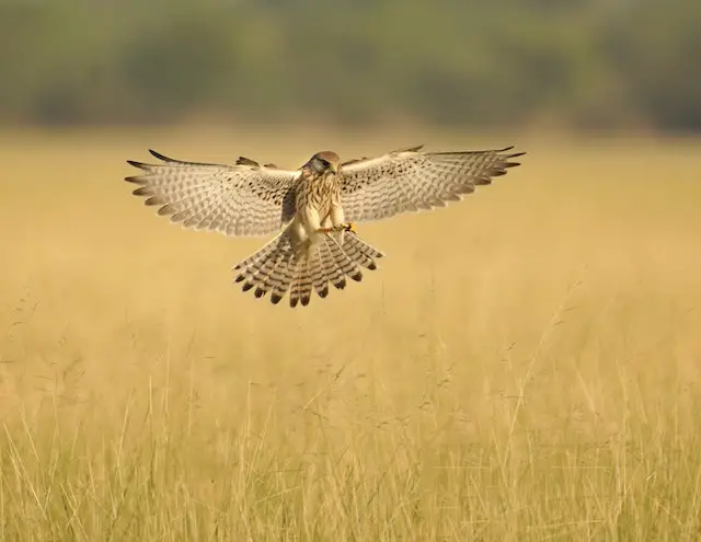 A Hawk attacking prey with its wings and tail braking.