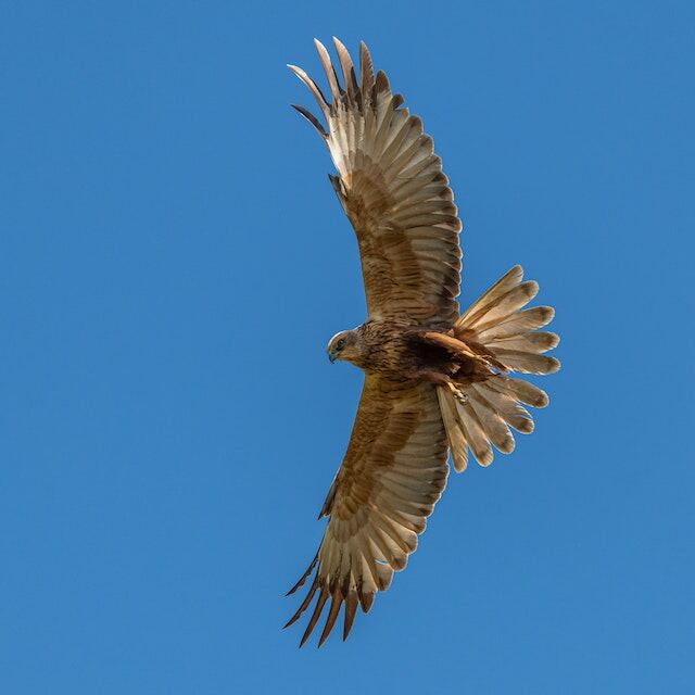 A Hawk with its wings and tail spread open while flying.