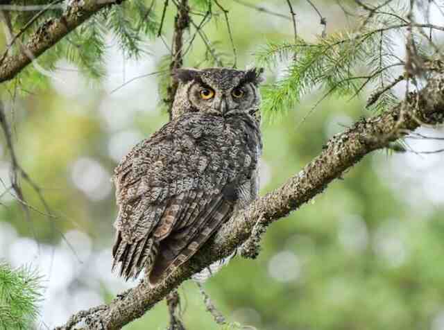 An owl perched in a tree during daytime.