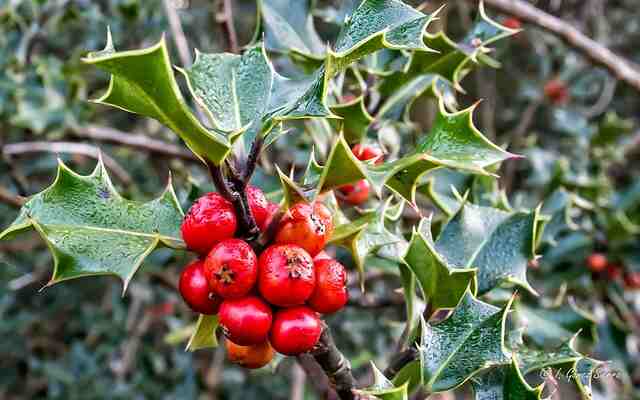 A Holly bush with red berries.