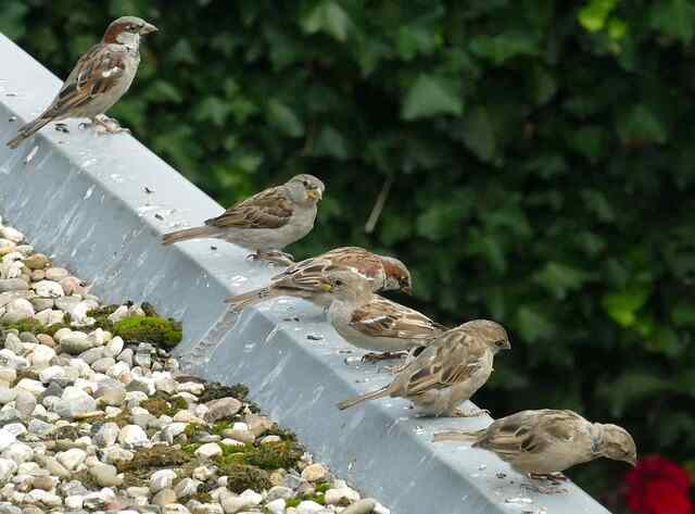 A group of house sparrows on a rooftop flashing.