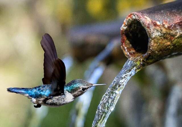 A hummingbird drinking water from a runoff.