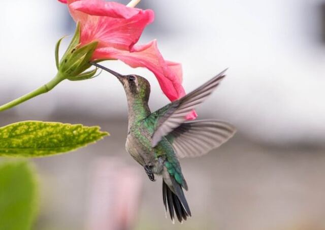 A green and white hummingbird sucking on nectar.