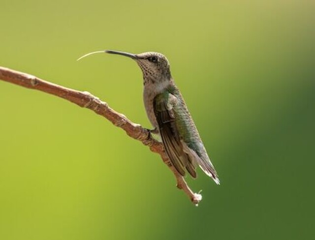 A hummingbird with its tongue sticking out.