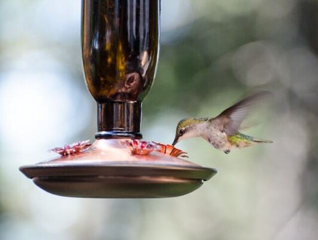 A hummingbird feeding on nectar from a hummingbird feeder.