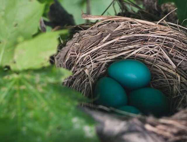 Four blue eggs in a nest in a tree between leaves.