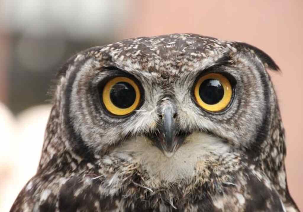 An owl with yellow eyes.