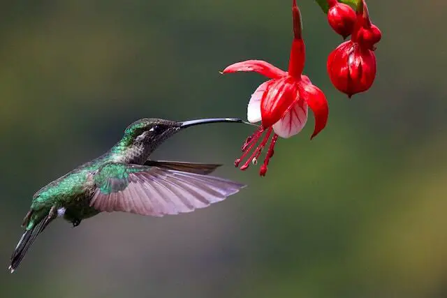 A hummingbird feeding on nectar from a red flower.