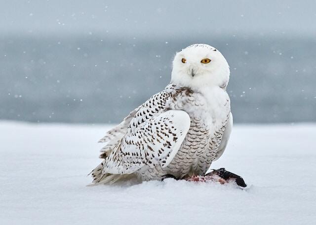 A snowy owl eating prey on the ground in the snow.