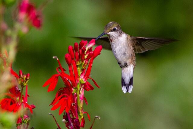 A juvenile male ruby-throated hummingbird gathers nectar from the tubular cardinal flower.